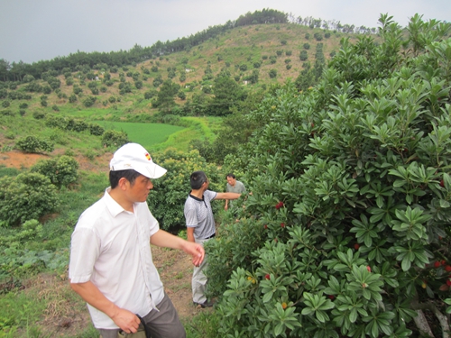 市种植业局指导宜秀区果树生产