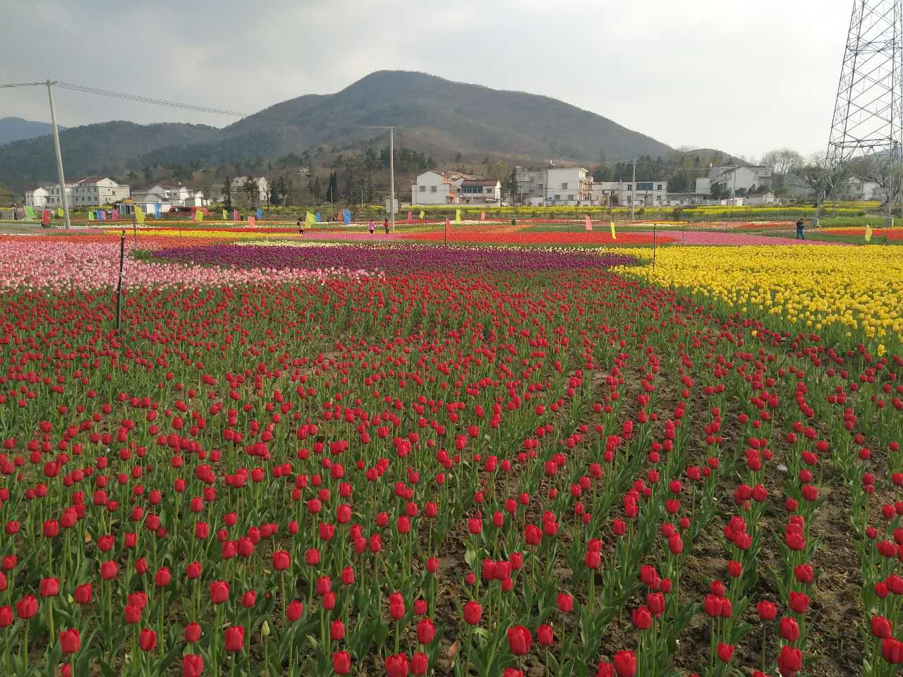 杨亭村:春色怡人·赏花经济激活乡村游_宜秀区五横乡_安庆市信息公开