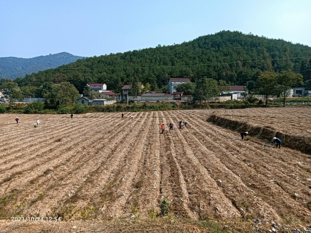 旌德路西空中茶园